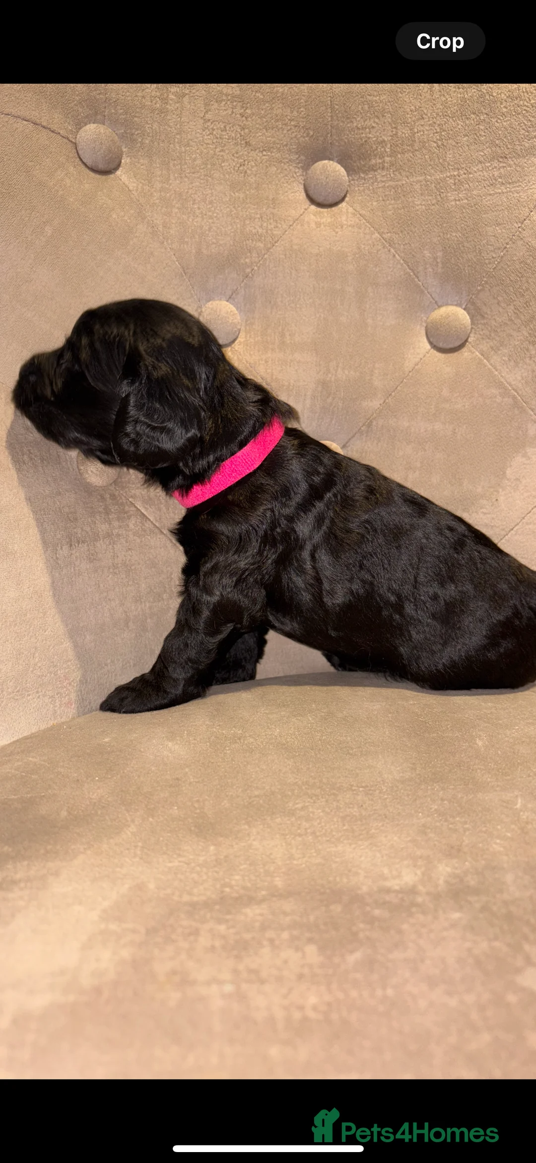 Cockapoo dogs for sale: Beautiful litter of 10 Cockapoo pups  - Advert 25