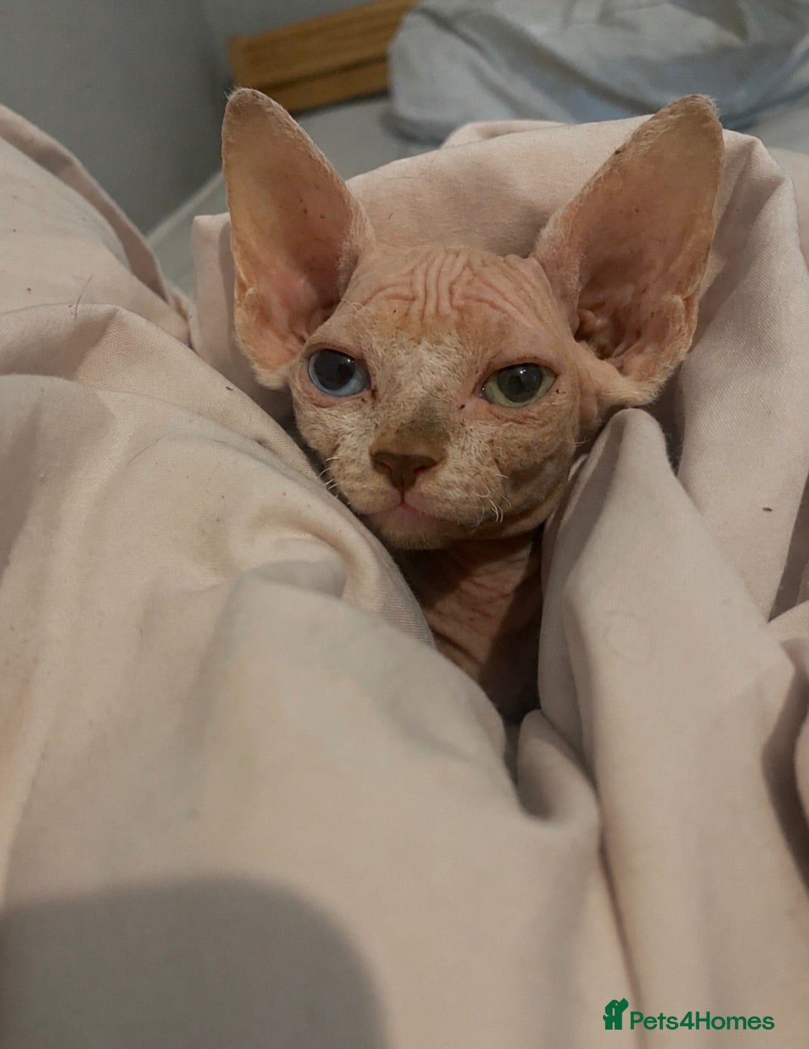 Sphynx cats Beautiful odd-eyed sphynx  - Advert 14