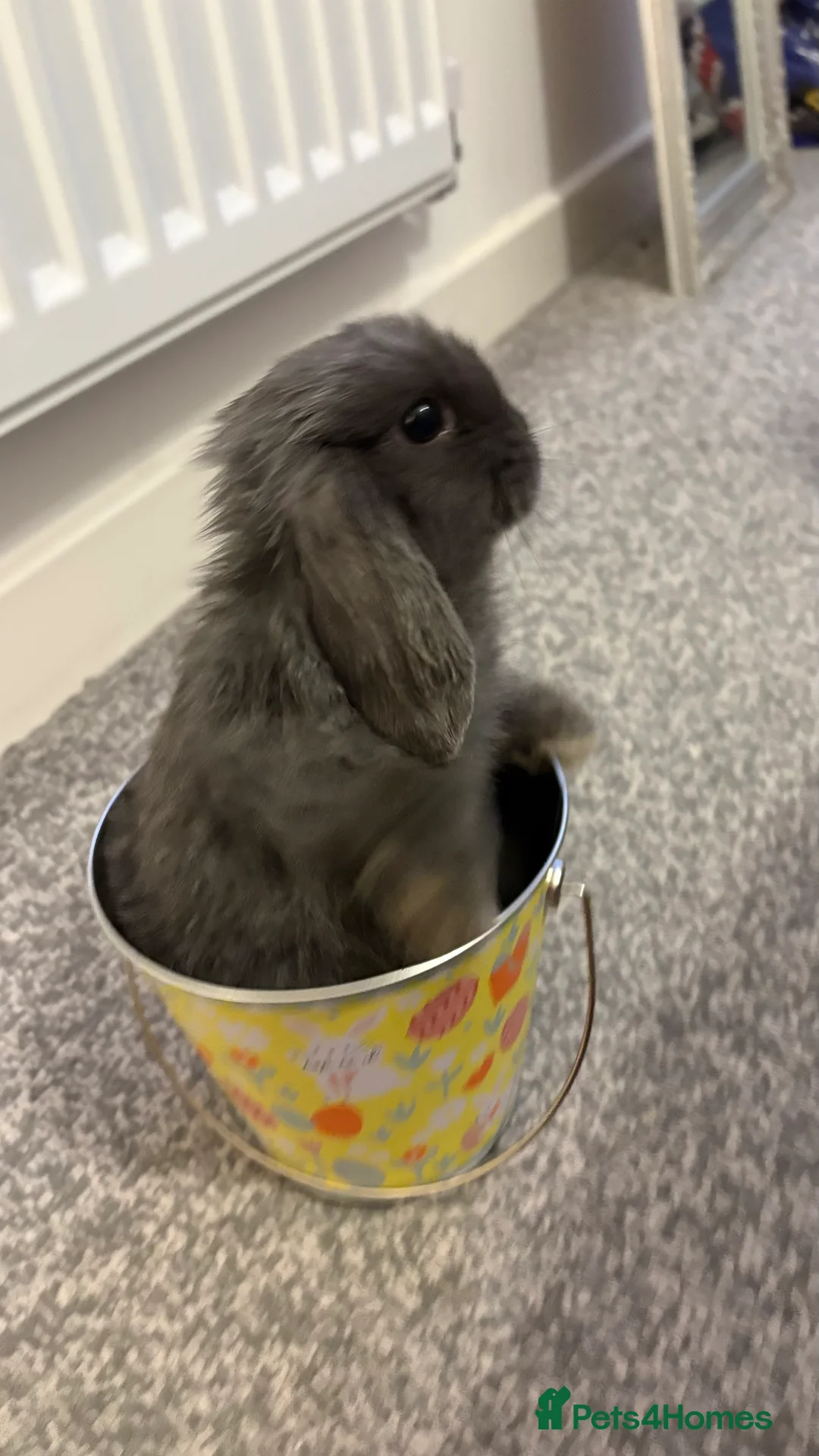 Mini Lop rabbits for sale: Gorgeous blue male mini lop  - Advert 2