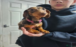 Miniature Dachshund dogs for sale: Chocolate dapple girl  - Image 2