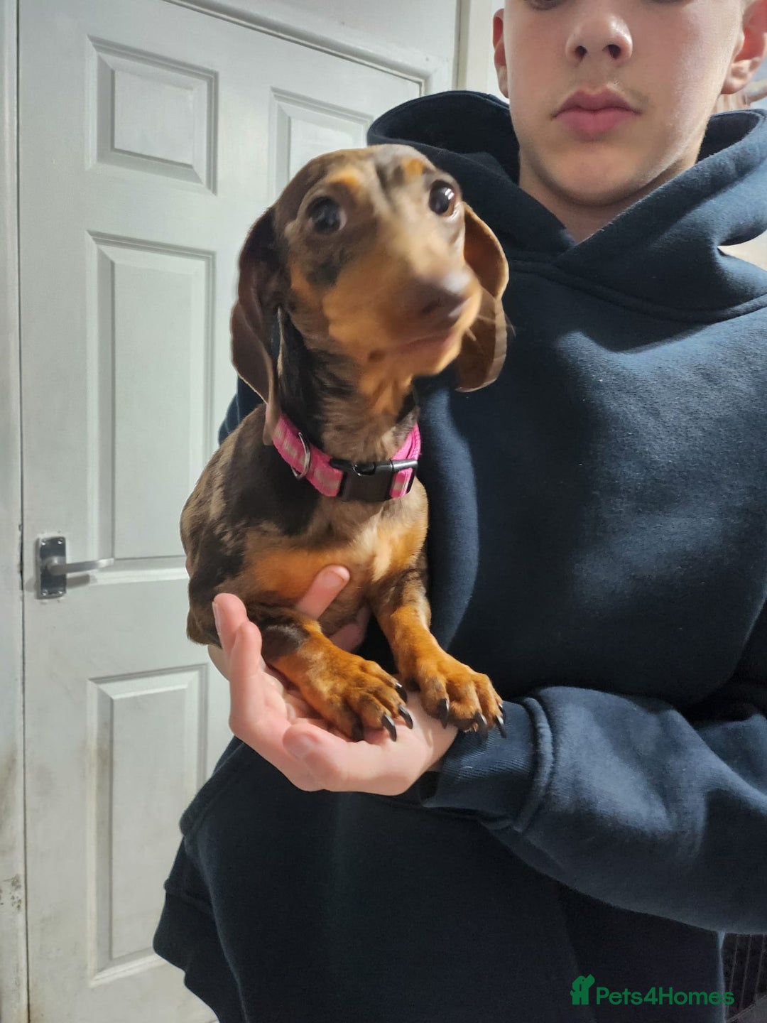 Miniature Dachshund dogs for sale: Chocolate dapple girl  - Image 2