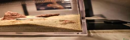 Gecko reptiles for sale: Mourning geckos and desert dune geckos  - Advert 8