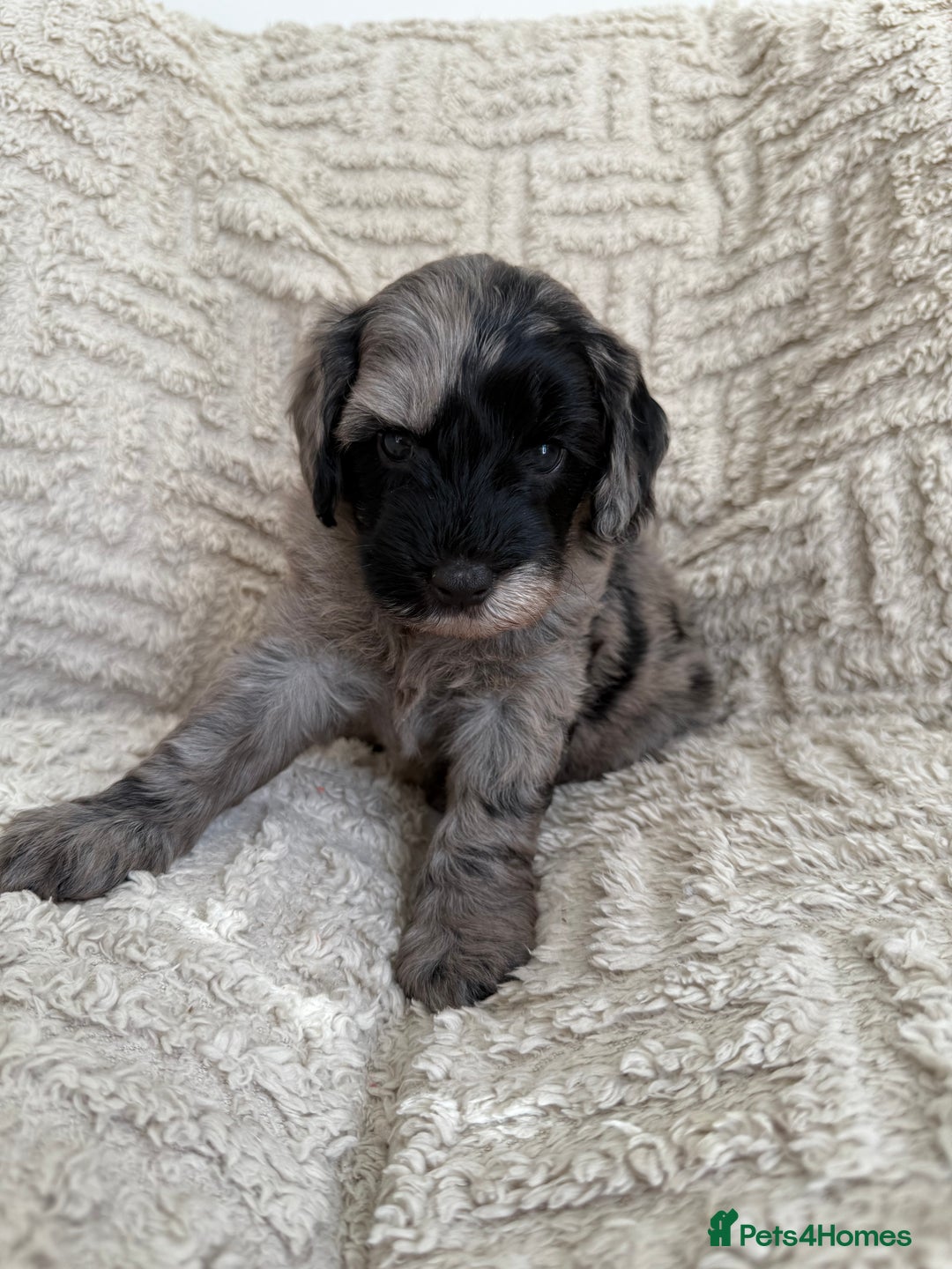 Cockapoo dogs for sale: Stunning F1B Merle Cockapoo Puppies!!!! - Image 6