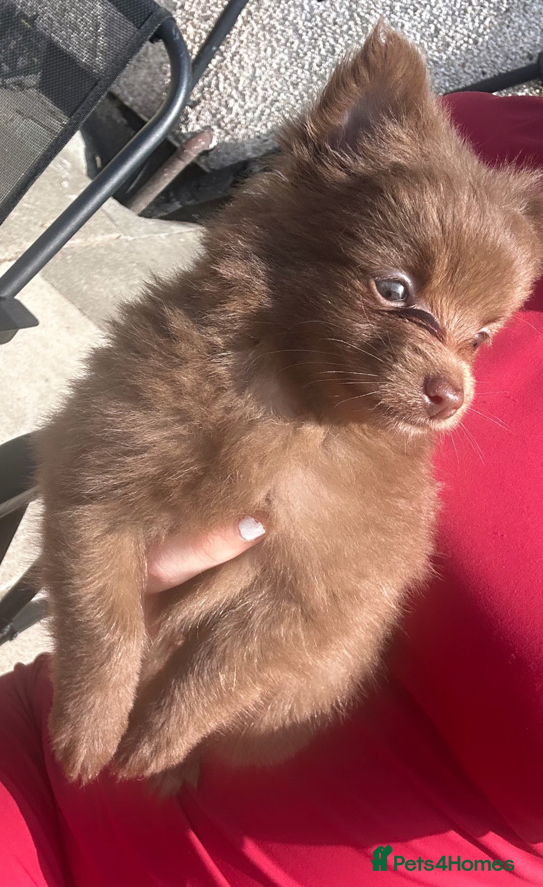 Pomeranian dogs for sale: Adorable Fox Face Pomeranian Puppies - Ready Now - Image 6