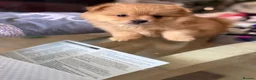 Pomeranian dogs for sale: Beautiful Pomeranian Girl  - Advert 5