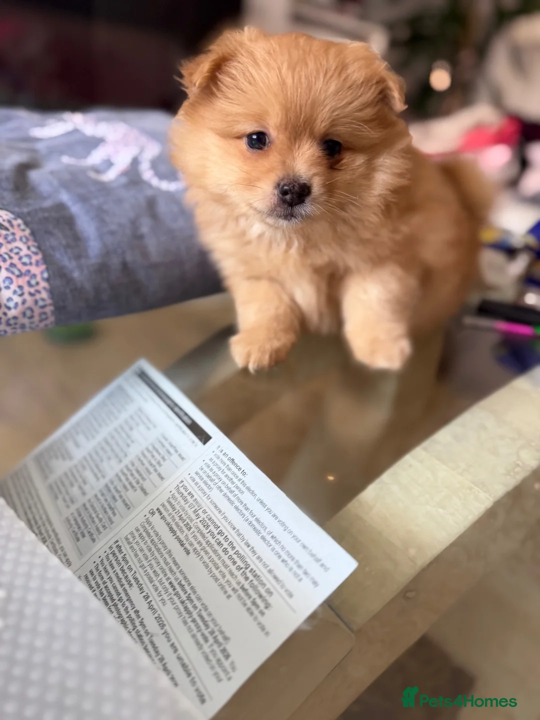 Pomeranian dogs for sale: Beautiful Pomeranian Girl  - Advert 5