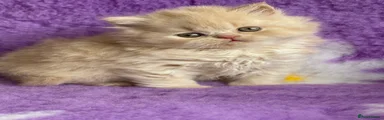 British Shorthair Kitten 1