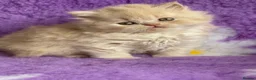 British Shorthair cats for sale: British Shorthair and British Longhair kittens - Advert 4