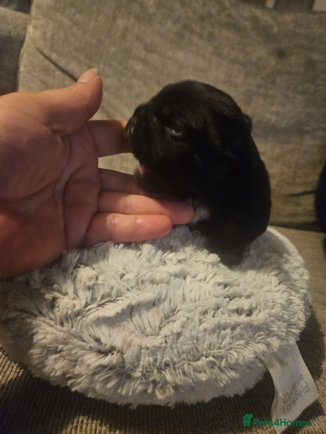 French Bulldog dogs for sale: Last make French bull dog pup - Image 6