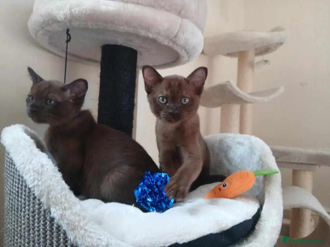Burmese cats for sale: Stunning Brown Burmese Kittens. GCCF Reg.  - Advert 1