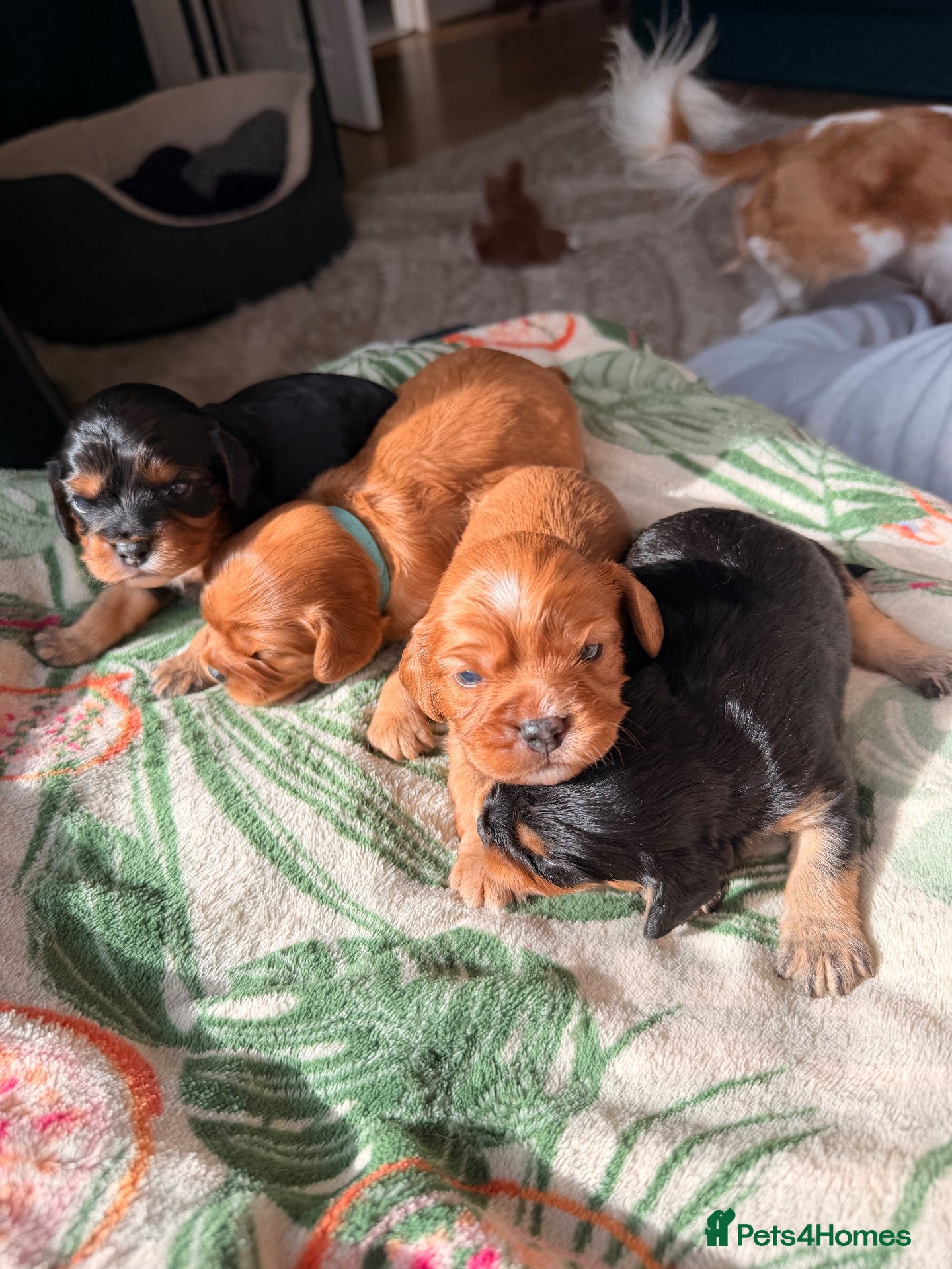 Cavapoochon dogs Cavalier King Charles Spaniel / Cavapooshon pups - Advert 2