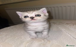 British Shorthair cats for sale: British short hair kittens - Image 13