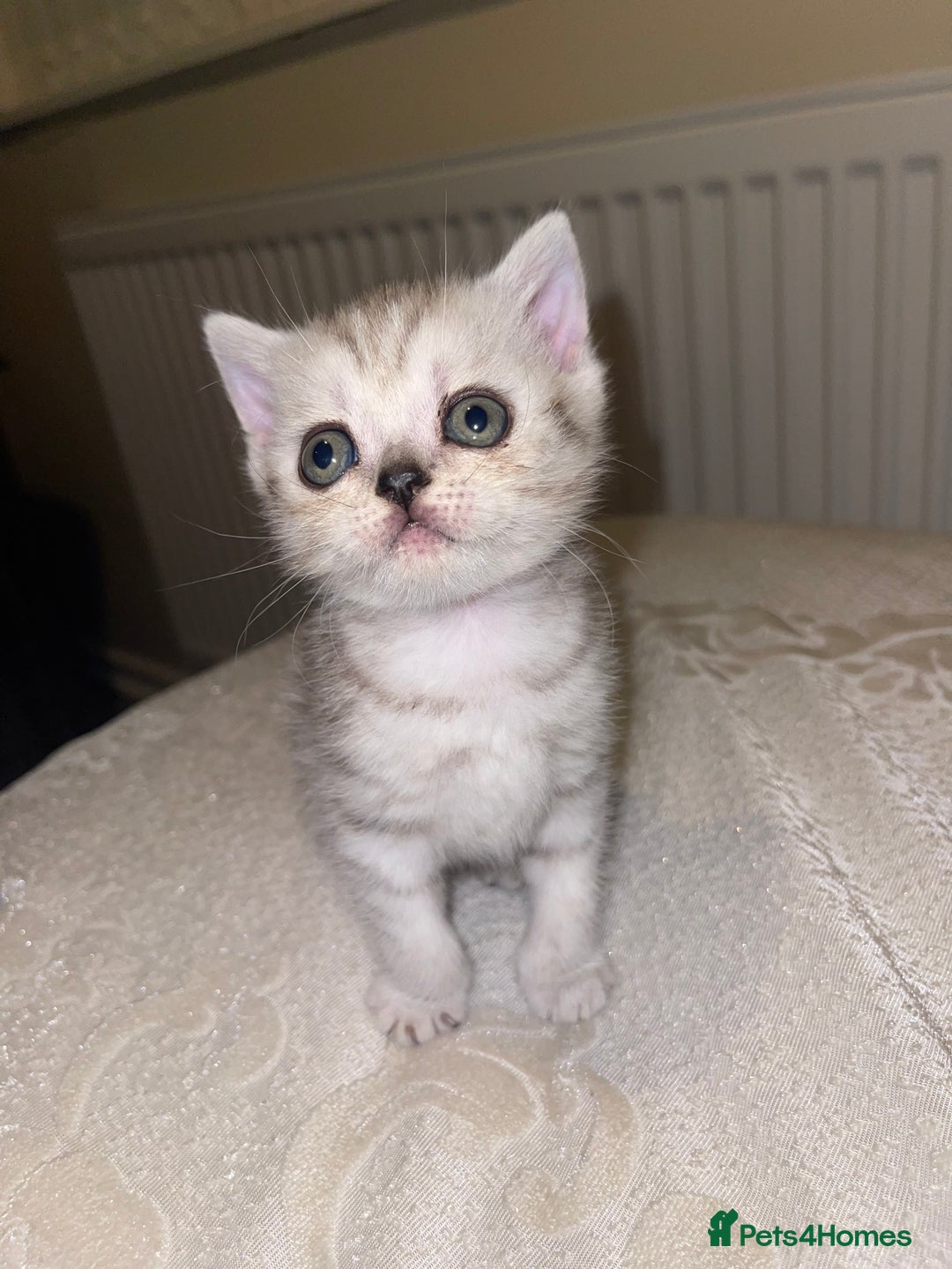 British Shorthair cats for sale: British short hair kittens - Image 13