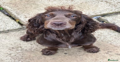 Cocker Spaniel dogs - Advert 4