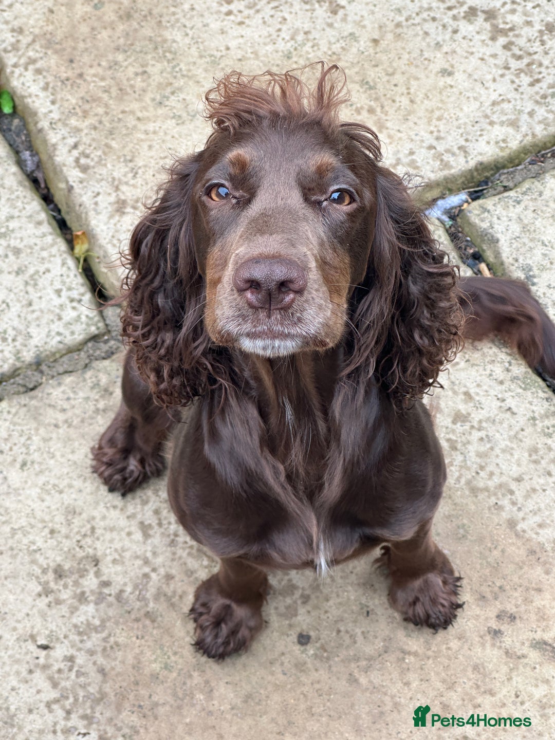 Cocker Spaniel dogs for sale: Upcoming Litter: KC Working Cocker Puppies - Image 3