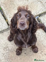 Cocker Spaniel dogs - Advert 4