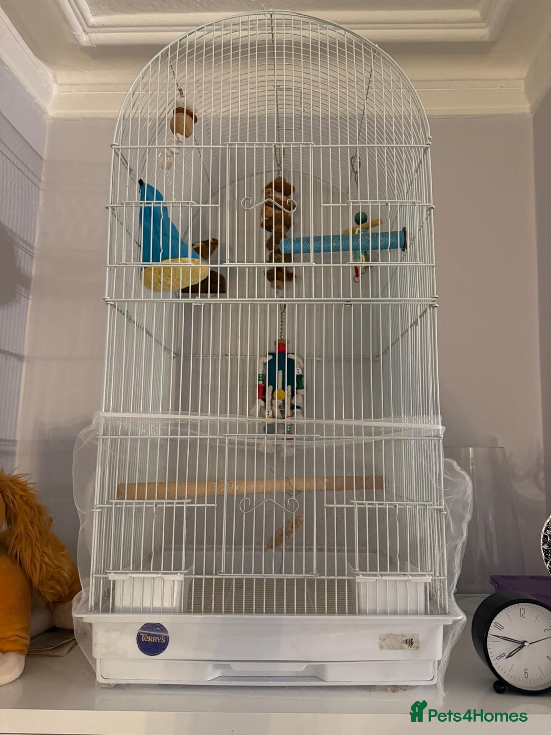 Finches birds for sale: Male Goldfinch for Sale – £100 (includes cage) - Advert 6