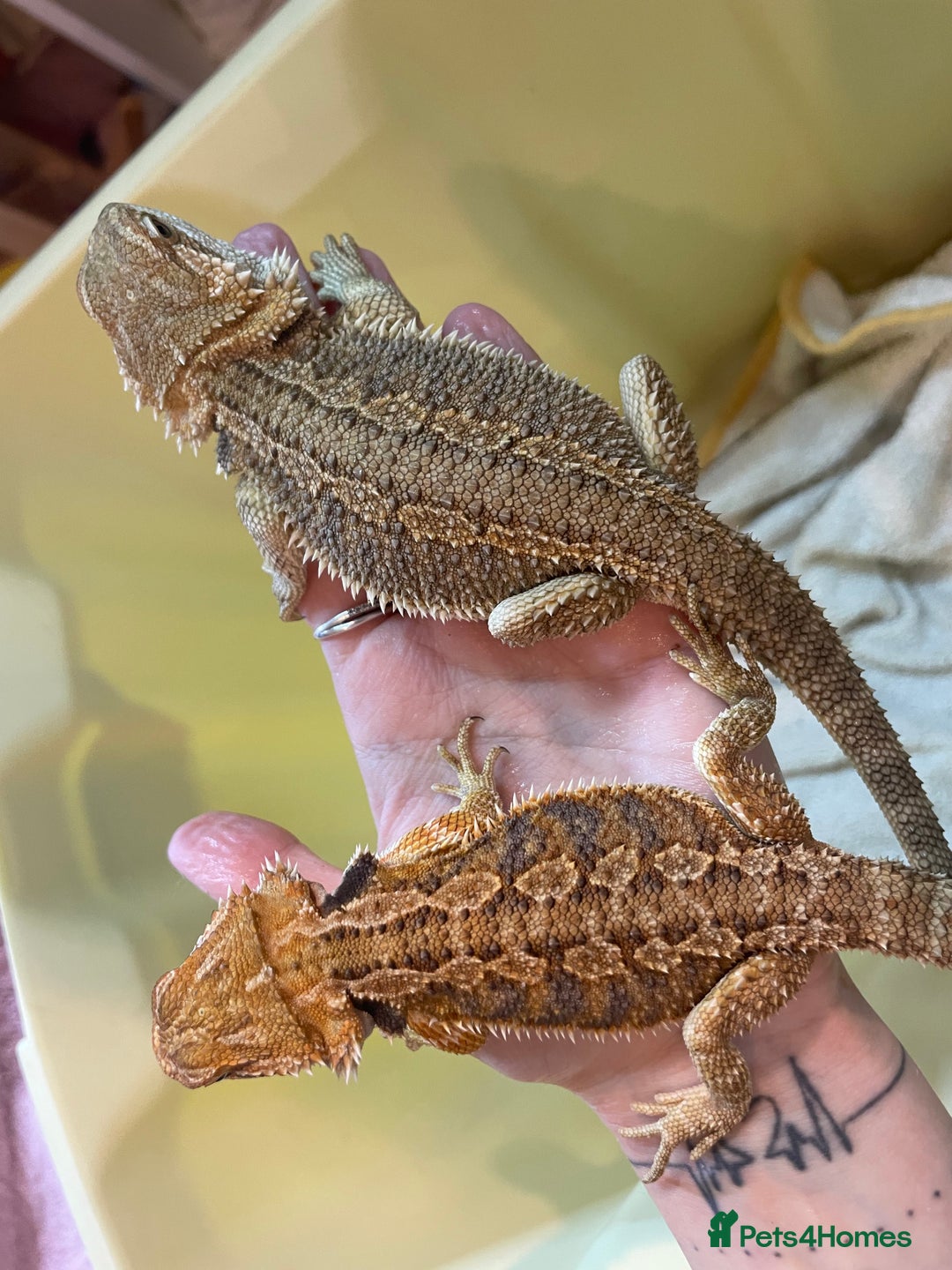 Bearded Dragon reptiles for sale: Baby Hypo Bearded Dragons - Advert 24