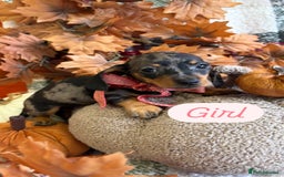 Dachshund dogs for sale: Beautiful dachshund puppies  - Image 16