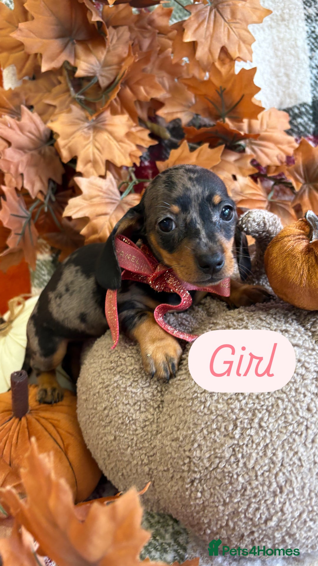 Dachshund dogs for sale: Beautiful dachshund puppies  - Image 16