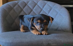 Jack Russell dogs for sale: Traditional Short Legged Jackrussell Pups!  - Image 6