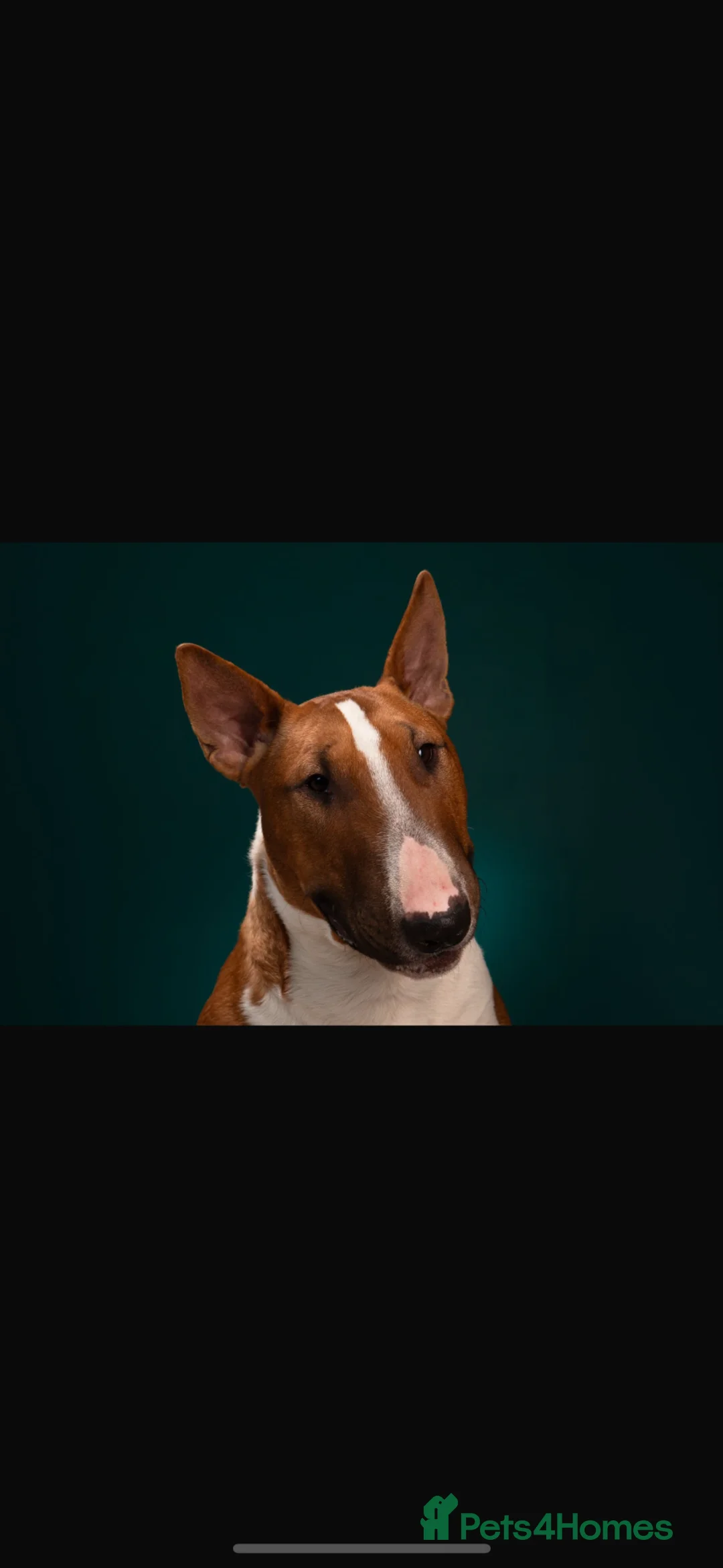 English Bull Terrier dogs for stud: Reggie  in Berwick-upon-Tweed - Advert 9