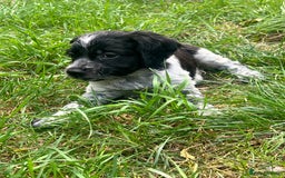 Brittany Spaniel dogs for sale: Brittany puppies for sale  - Image 5