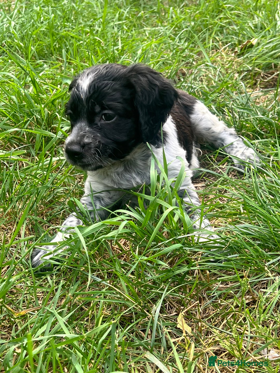 Brittany Spaniel dogs for sale: Brittany puppies for sale  - Image 5