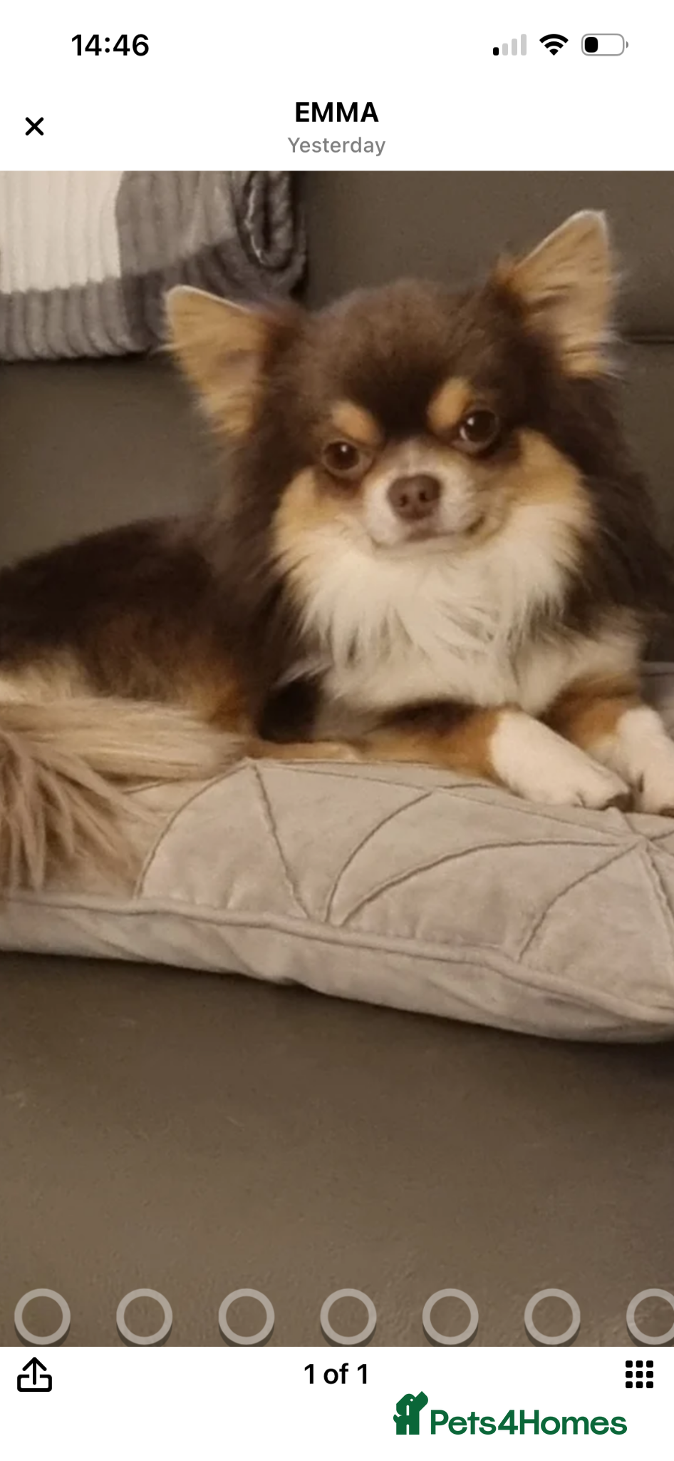 Chihuahua dogs for stud: Stud dog - Advert 1