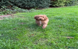 Cockapoo dogs for sale: Stunning cockapoos  - Image 4