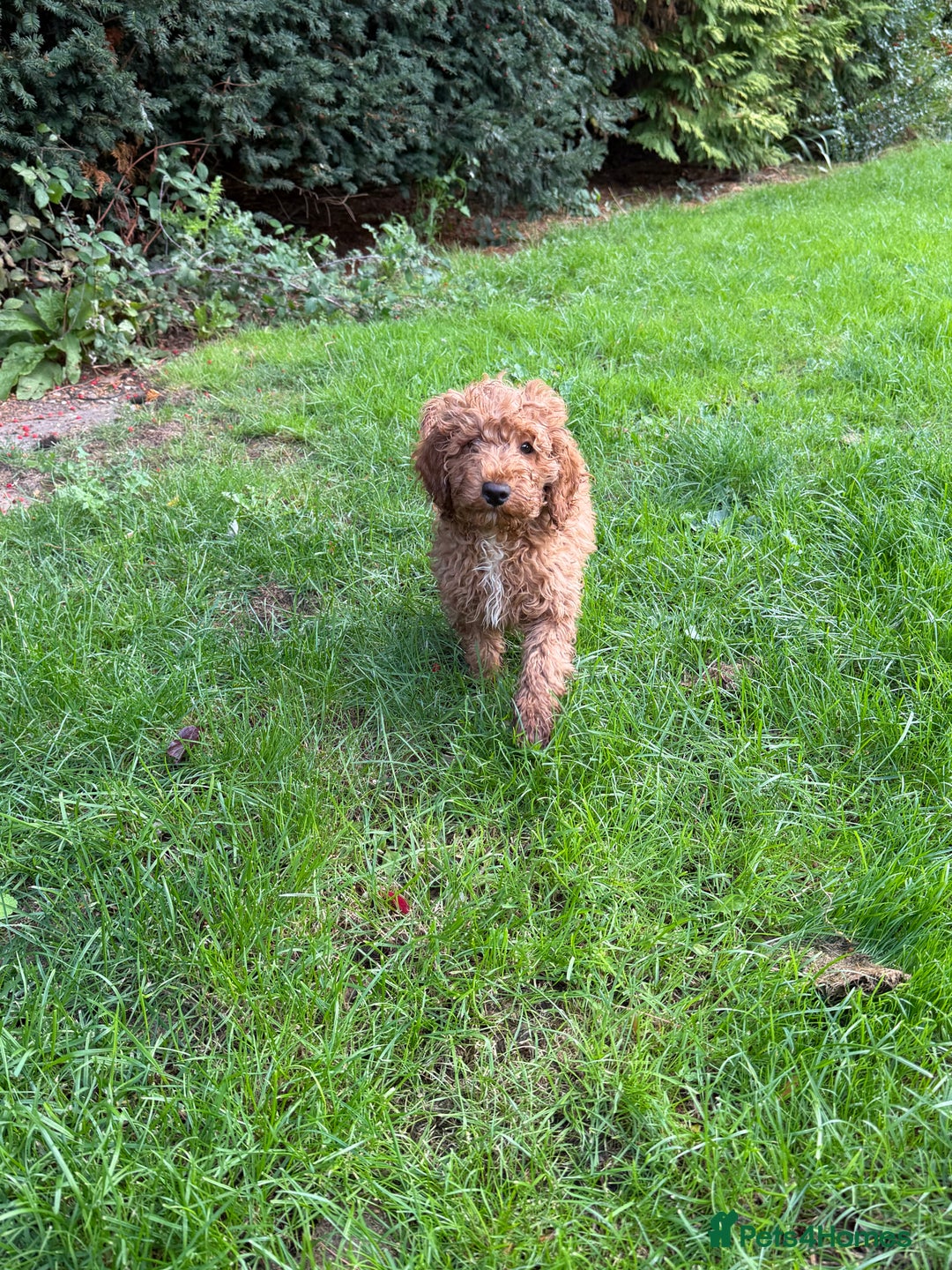 Cockapoo dogs for sale: Stunning cockapoos  - Image 4