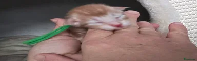 MALE MALE Red & White Maine Coon 1
