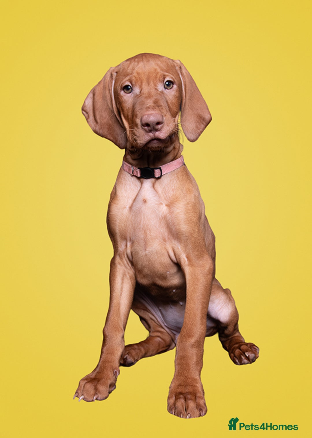 Hungarian Vizsla dogs for sale: One adorable 9week old girl ready to leave - Advert 2