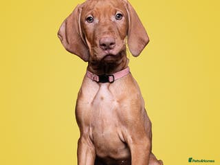 Hungarian Vizsla dogs One adorable 9week old girl ready to leave - Advert 1
