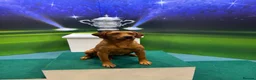Labrador Retriever dogs for sale: Fox red Labradors  - Advert 26