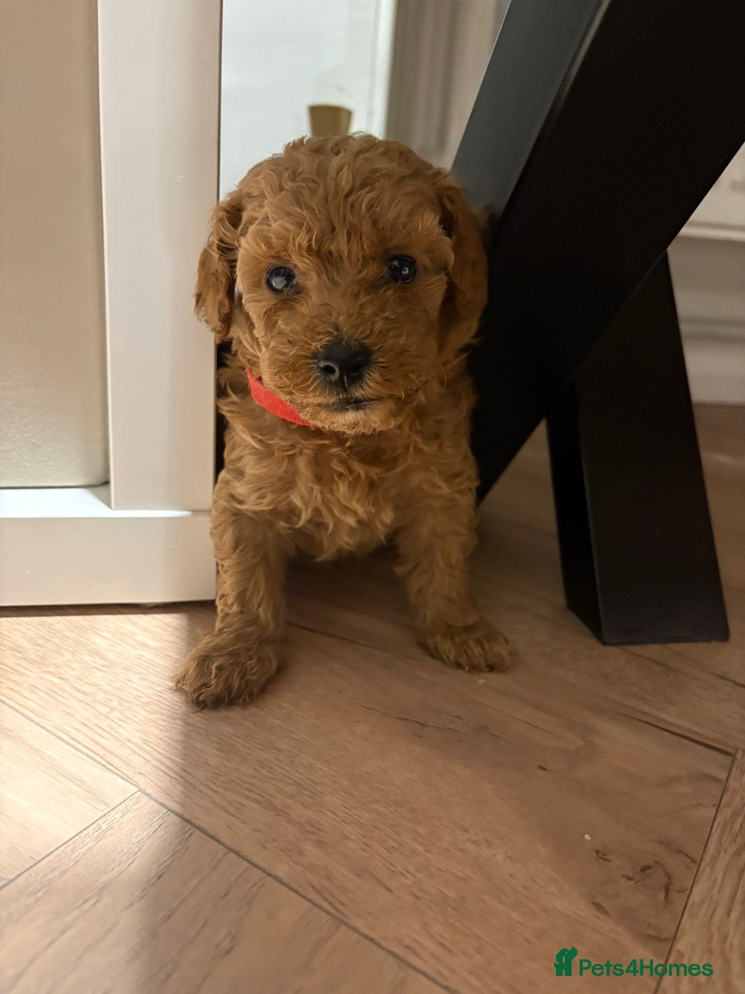 Toy Poodle dogs Beautiful solid colour toy poodle puppies - Advert 7