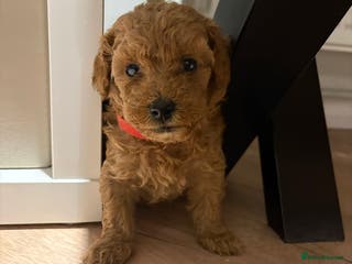 Toy Poodle dogs Beautiful solid colour toy poodle puppies - Advert 18
