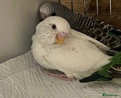 Budgerigars birds Hand Tame Budgie Chicks Ready mid December - Advert 4