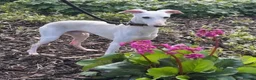 Italian Greyhound dogs for sale: 🏡 KC Italian greyhound puppies for sale 🏡 - Advert 36
