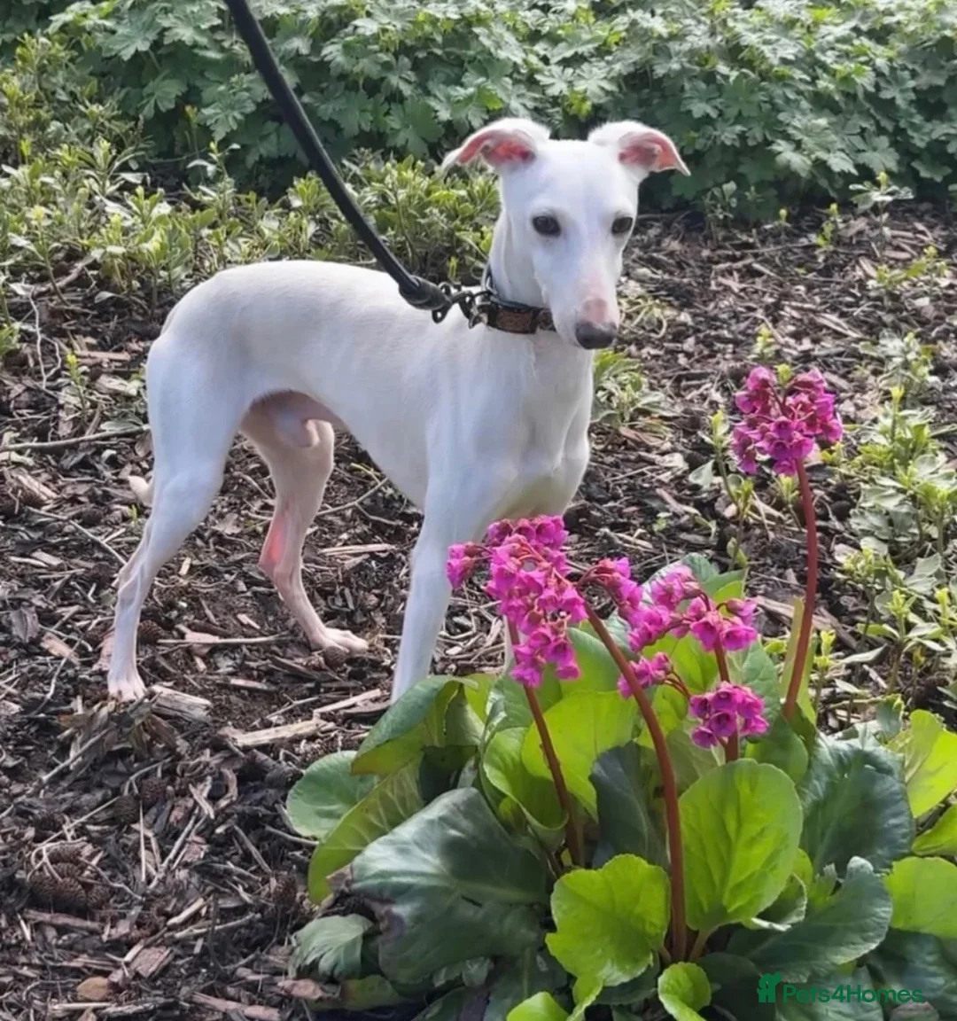 Italian Greyhound dogs for sale: 🏡 KC Italian greyhound puppies for sale 🏡 - Advert 36
