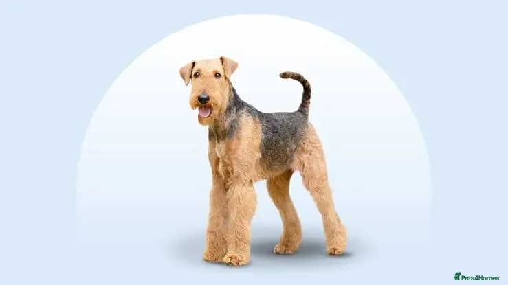 Airedale Terrier dogs My test dogs litter  - Advert 1