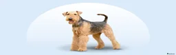 Airedale Terrier dogs for sale: My test dogs litter  - Advert 1