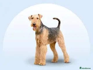 Airedale Terrier dogs My test dogs litter - Advert 1