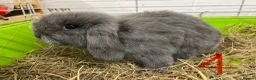 Mini Lop rabbits for sale: Beautiful Mini Lop Boys  - Advert 22