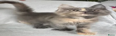 Maine Coon 7