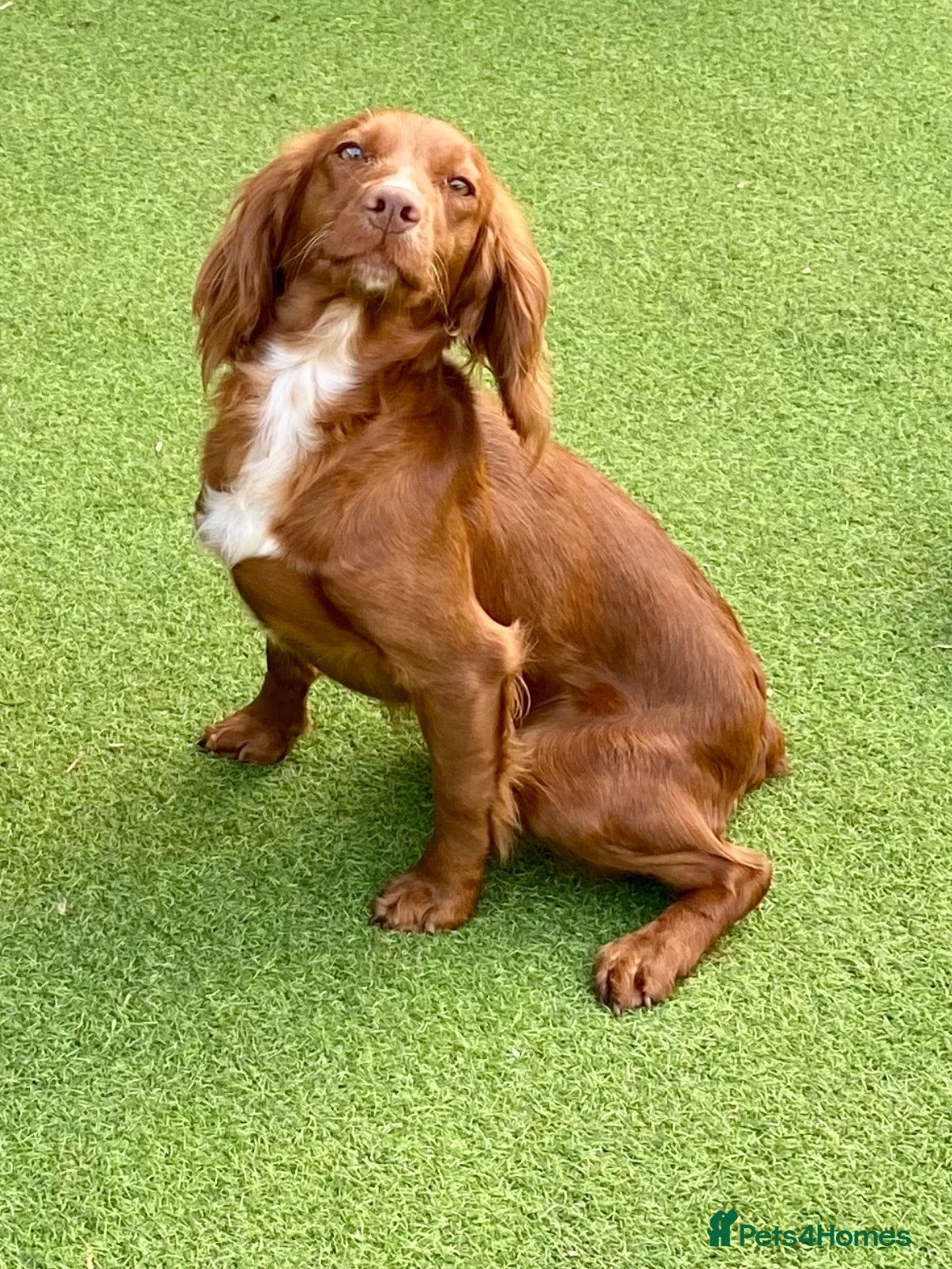 Cocker Spaniel dogs for sale: FTCH CHAMPION WORKING COCKERS  - Advert 1