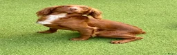 Cocker Spaniel dogs for sale: FTCH CHAMPION WORKING COCKERS  in Nottingham - Advert 1