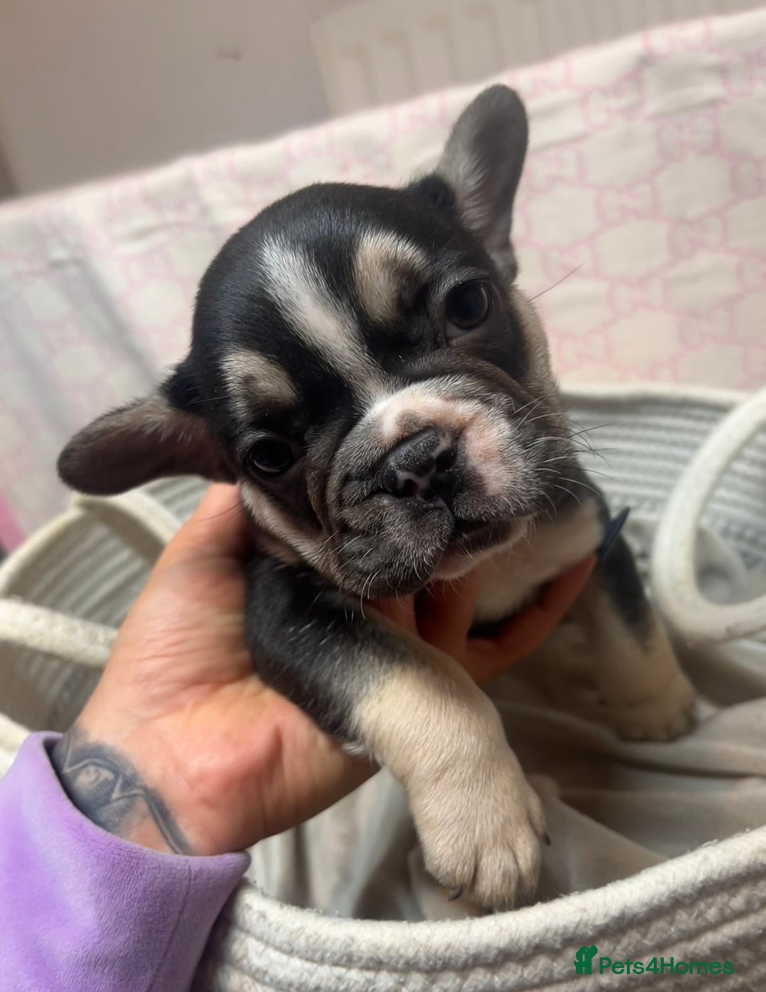French Bulldog dogs for sale: 🩷5 French bulldog pups for sale🩷 - Advert 15