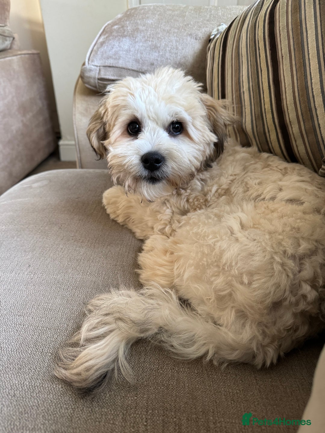 Mixed Breed dogs for sale: Male pup  - Advert 2