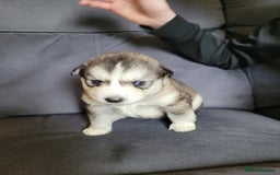 Siberian Husky dogs for sale: Friendly Siberian Huskies. Only 6 Left. - Image 3